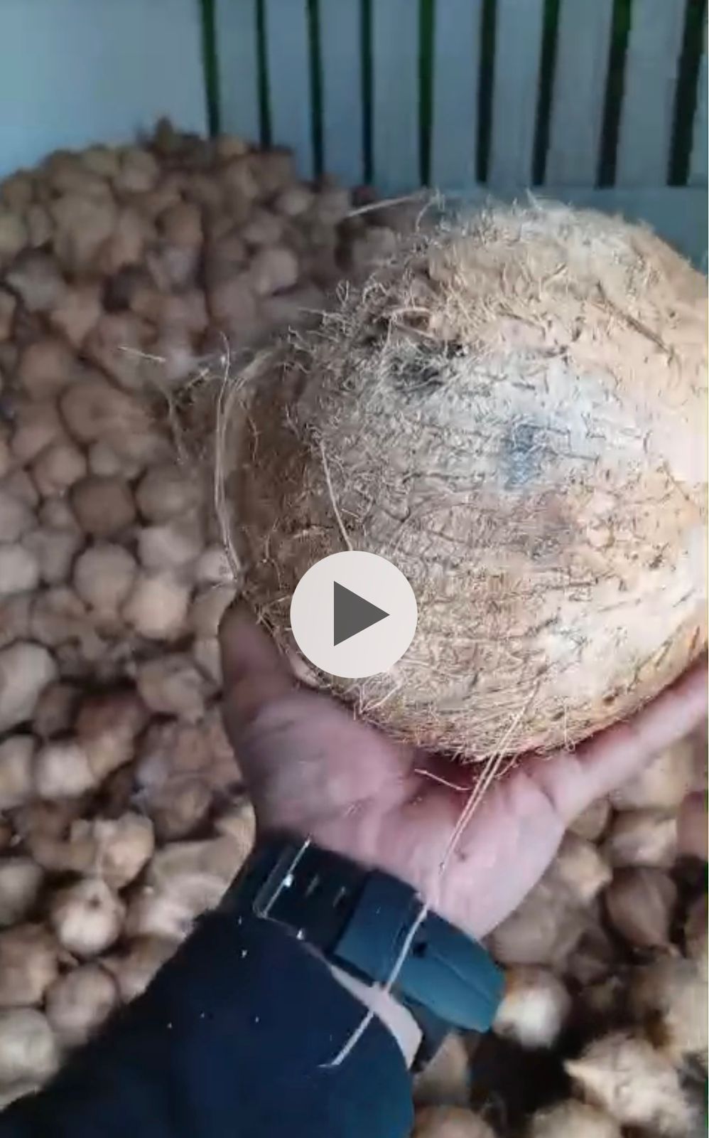 Mature Coconut (Indonesian Coconut)