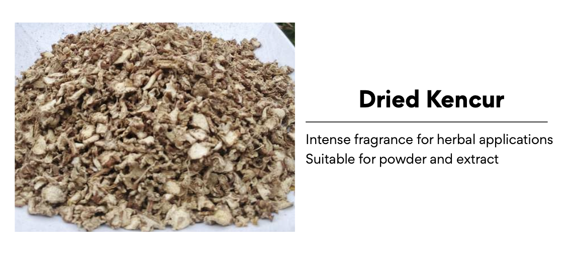 Dried Kencur Supplier from Indonesia | Herbal Raw Material for Powder and Extract