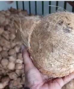 Mature Coconut Supplier from Indonesia for Export and Wholesale Buyers