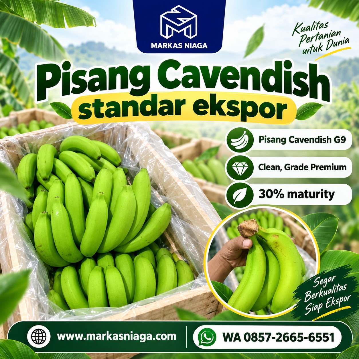 Indonesian Cavendish G9 Banana Supplier for Export